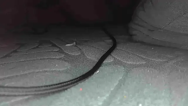 Snapshot of sclax38 chatting on January 1, 12:00 pm sclax38 online show from January 1, 12:00 pm