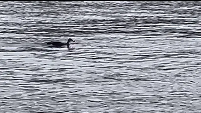 Snapshot of tokimori chatting on February 28, 6:54 am tokimori online show from February 28, 6:54 am