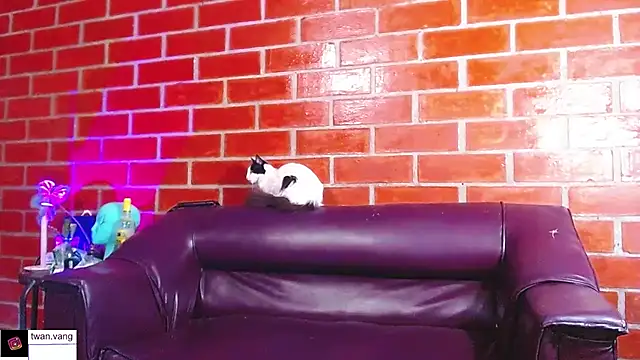 Trix fiore oficial online show from March 22, 10:46 pm