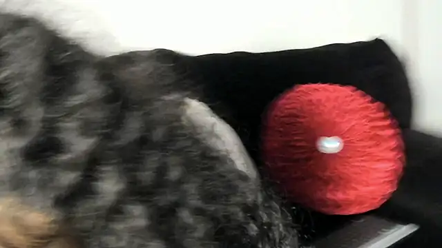 yiauana online show from January 29, 6:54 am