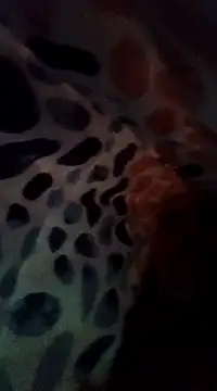 Xoc8  online show from December 8, 8:47 pm