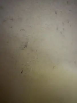 Snapshot of Gladiator_3 chatting on February 14, 11:07 am Gladiator 3 online show from February 14, 11:07 am