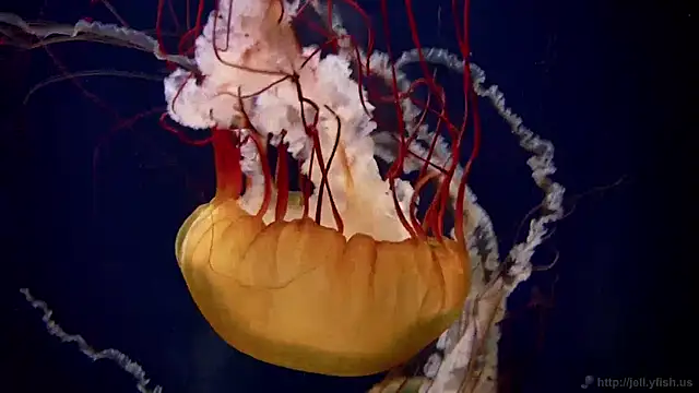 streamy test11 online show from December 5, 8:22 am