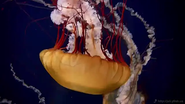 streamy test11 online show from December 13, 8:09 am