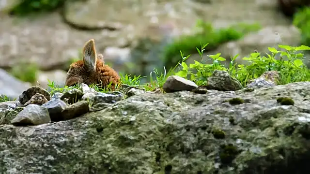 streamy test11 online show from January 28, 1:59 pm