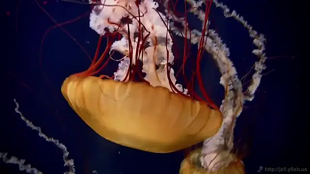 streamy test11 online show from February 10, 8:09 am