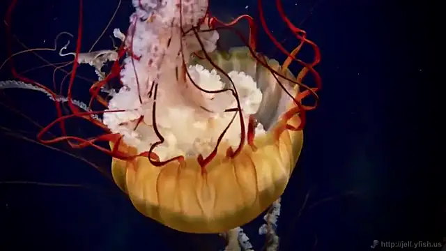 streamy test11 online show from February 19, 8:33 am