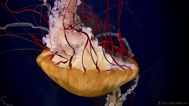 streamy test11 online show from September 15, 11:21 am