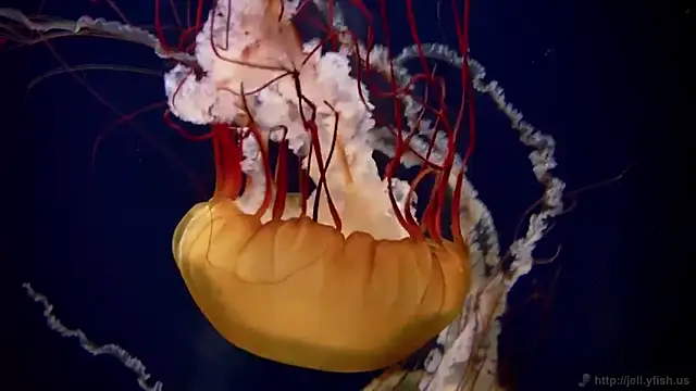 streamy test11 online show from September 17, 12:40 pm