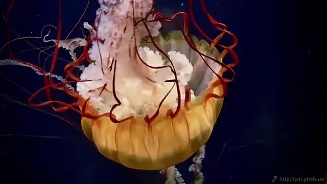 streamy test11 online show from September 22, 6:54 pm