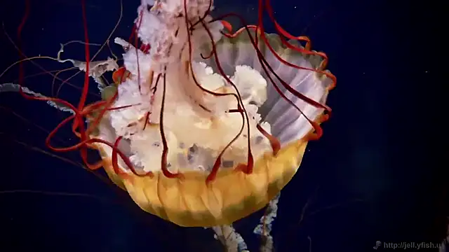 streamy test11 online show from October 9, 12:58 pm