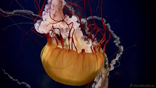 streamy test11 online show from October 21, 2:07 pm