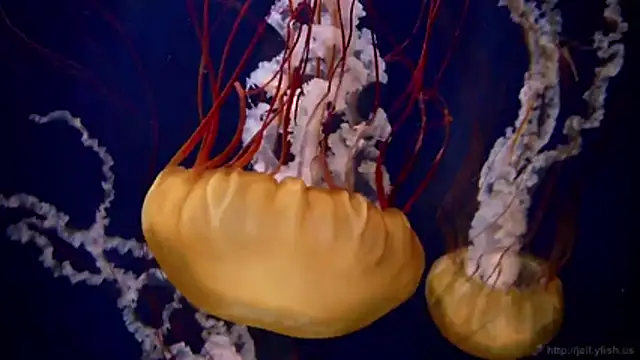 streamy test11 online show from February 18, 9:22 pm