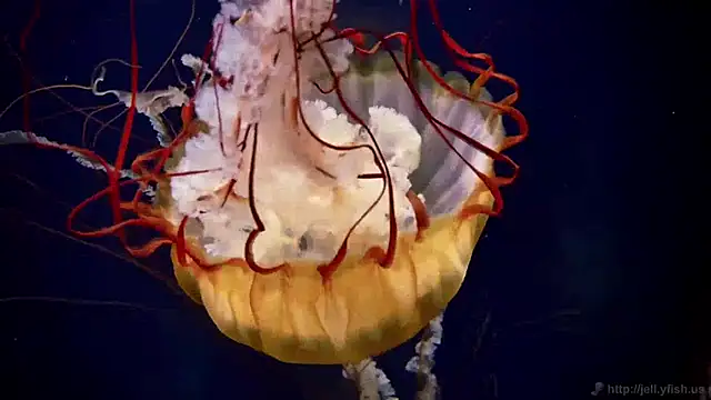 streamy test11 online show from March 30, 11:11 am