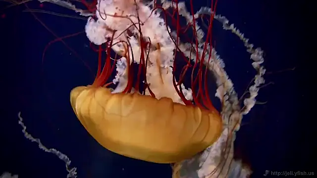 streamy test12 online show from October 9, 1:31 pm