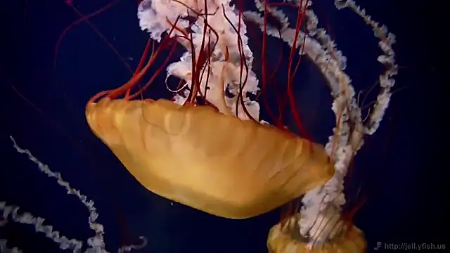 streamy test12 online show from November 3, 11:55 am