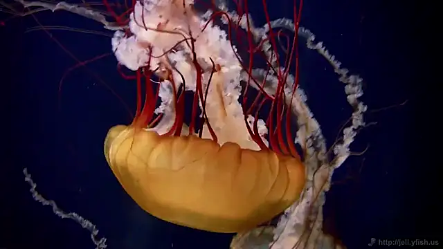 streamy test12 online show from November 5, 11:54 am