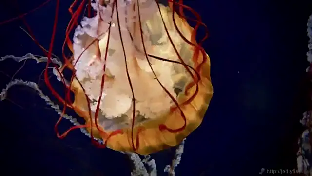 streamy test12 online show from November 24, 12:27 pm