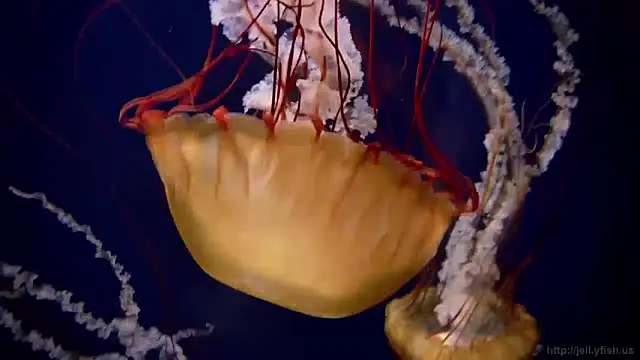 streamy test13 online show from December 3, 9:55 am