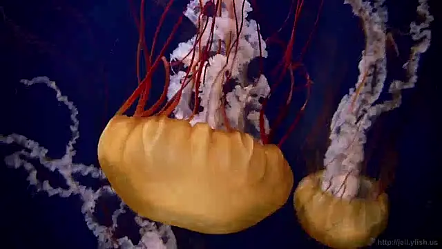 streamy test13 online show from December 9, 8:11 am