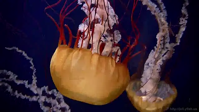 streamy test13 online show from December 13, 8:09 am