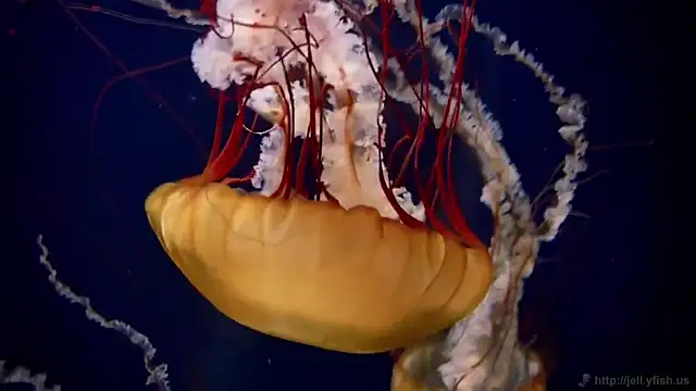 streamy test13 online show from February 17, 8:09 am