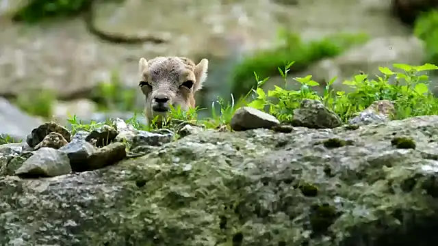 streamy test13 online show from February 21, 4:26 pm