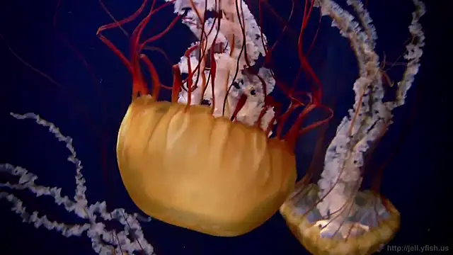 streamy test13 online show from March 21, 8:17 am