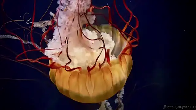 streamy test13 online show from September 9, 8:25 am