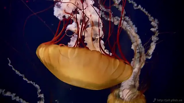 streamy test13 online show from September 22, 5:59 pm