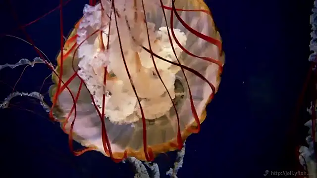 streamy test15 online show from September 24, 7:55 am