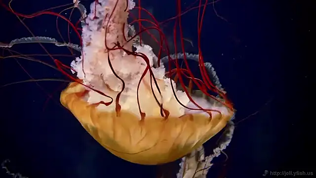 streamy test15 online show from October 31, 8:37 am