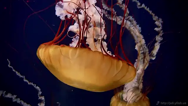 streamy test15 online show from November 7, 1:22 pm