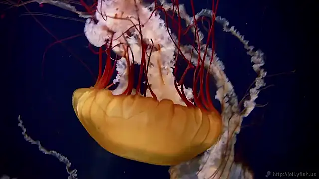 streamy test15 online show from November 24, 12:27 pm