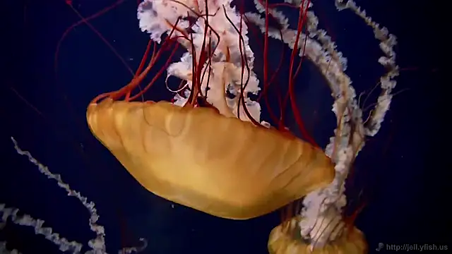 streamy test15 online show from December 4, 3:10 pm