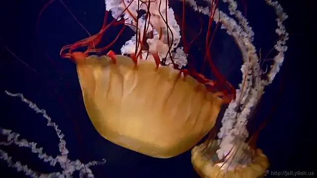 streamy test15 online show from January 16, 9:13 am