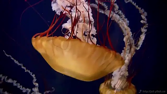 streamy test15 online show from February 2, 2:05 pm