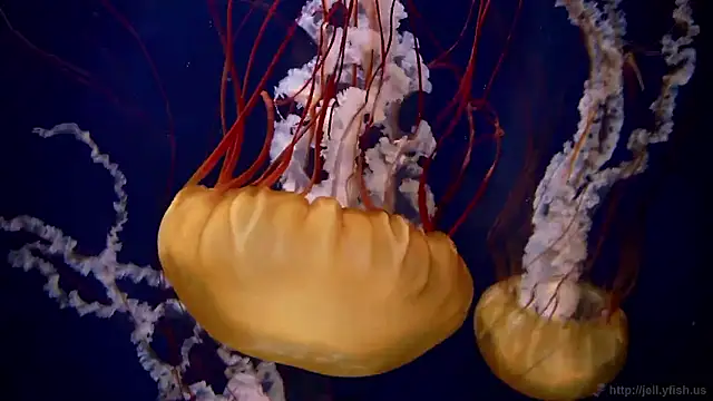 streamy test15 online show from February 10, 9:02 am