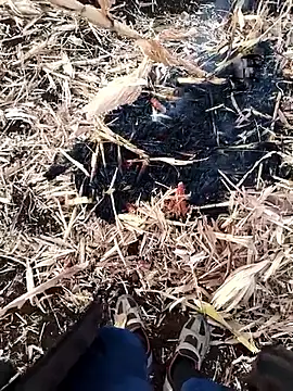 murokkk31 online show from November 27, 4:03 am