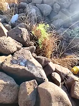 Snapshot of murokkk31 chatting on June 25, 4:01 am murokkk31 online show from June 25, 4:01 am