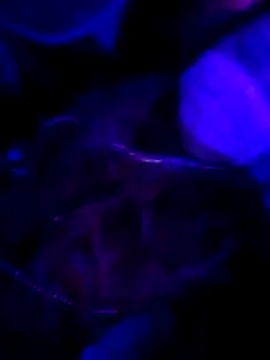 Hotpussy3ox online show from February 1, 11:03 pm