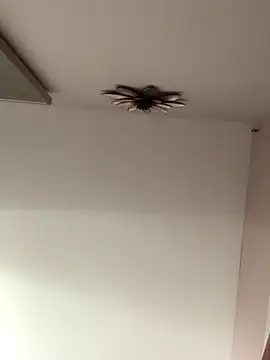 Larabrooks online show from October 9, 7:01 pm