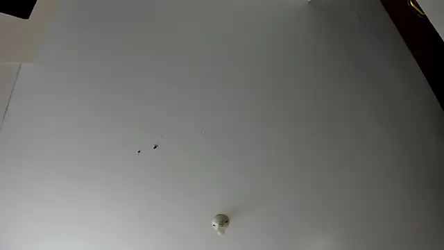 evely coelloo online show from November 5, 4:07 pm