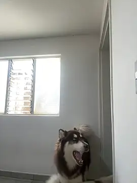 Arilw online show from February 1, 2:13 pm