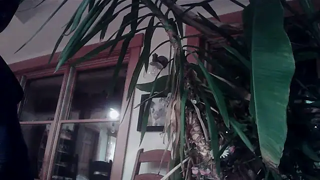 Snapshot of KittingGrappler chatting on November 15, 10:48 pm KittingGrappler online show from November 15, 10:48 pm