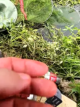 Snapshot of huzi518 chatting on October 25, 3:36 am huzi518 online show from October 25, 3:36 am