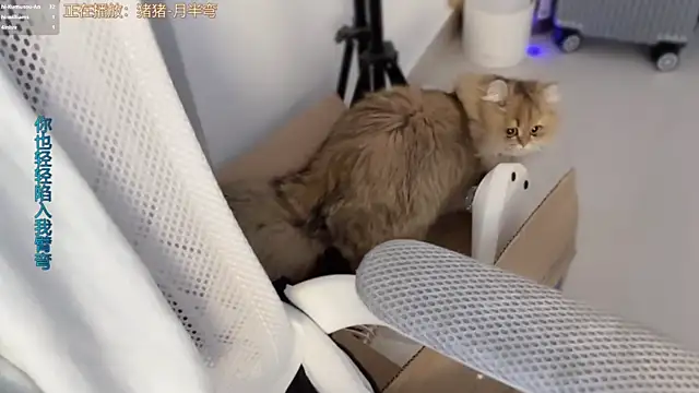 AnAn-520 online show from March 11, 3:18 pm