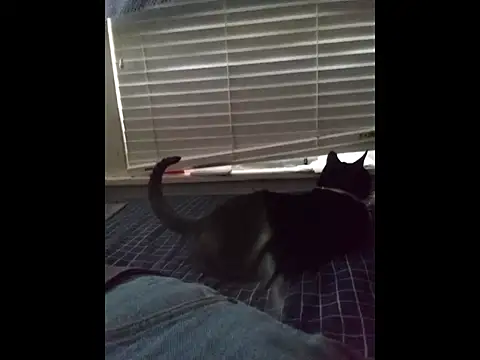 Snapshot of DevinToore chatting on March 20, 4:12 pm DevinToore online show from March 20, 4:12 pm