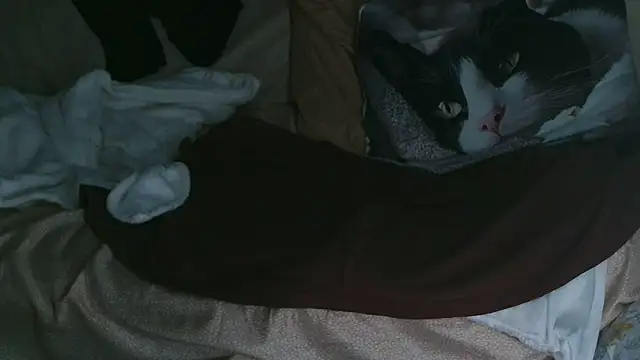 VeneRed online show from October 10, 7:35 pm