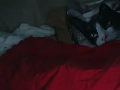 VeneRed online show from October 11, 7:45 pm